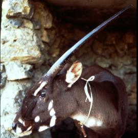 The Last Unicorn: William deBuy's Search for the Elusive Saola